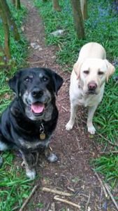 A black labrador- retriever cross is sitting staring into the camera with bright warm brown eyes and a grin on her muzzle. next to her, looking a little more serious, stands a younger golden labrador. They are on a path in the middle of some woods. They look very happy. 